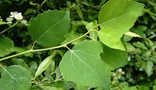 Το Aspen χρησιμοποιείται για τη θεραπεία της χρόνιας προστατίτιδας