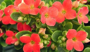 Το Kalanchoe χρησιμοποιείται για τη θεραπεία της χρόνιας προστατίτιδας