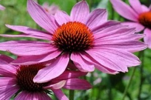 Χυμός Echinacea που χρησιμοποιείται για τη θεραπεία της προστατίτιδας